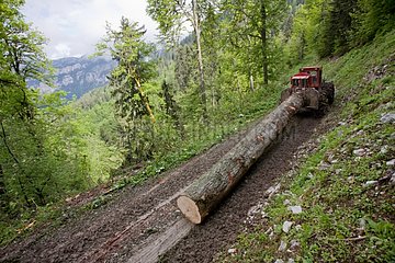 Logging in the forest of Saint-Pierre de Chartreuse France