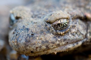 Portrait of midwife toad Auvergne France