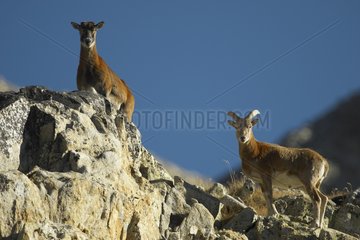 Mouflon Sheep im Herbst NP Mercantour Frankreich