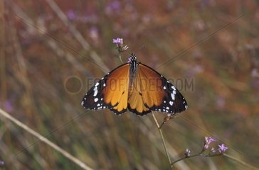 Petit Monarque femelle sur une fleur Grèce