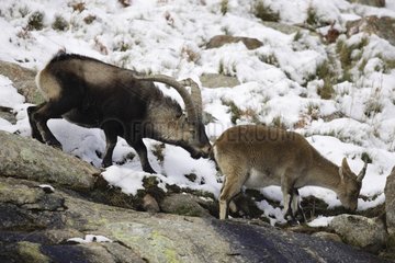 Pair of Spanish ibex in Sierra de Gredos Spain