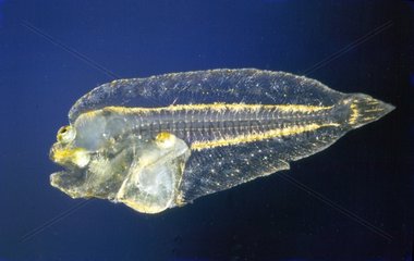 Planktonique alevin of flatfish