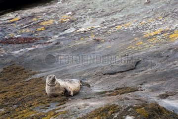 Harbor seal on the Isle Martin in Scotland