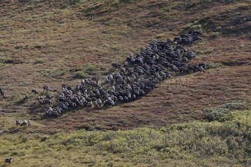 Herde von Karibus in Tundra Nome Alaska