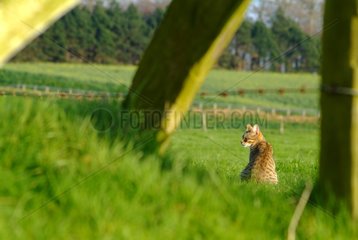 Cat sitting in pasture France