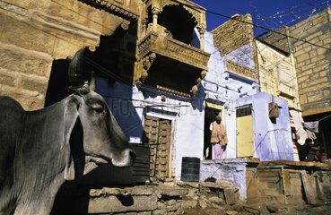 Heilige Kuh in den StraÃŸen von Jodhpur Rajasthan India