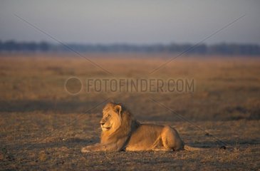 Lion mâle couché Masaï-Mara Kenya