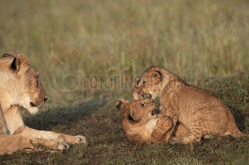 Lioness and lion cubs playing Masaï Mara Kenya