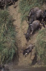 Migration de Gnou traversant la rivière Mara Masaï Mara