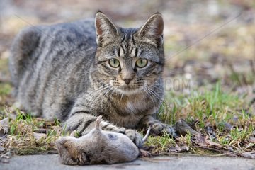 Tabby -Katze mit Mäusen im Wald Oberbruck Haut Rhin