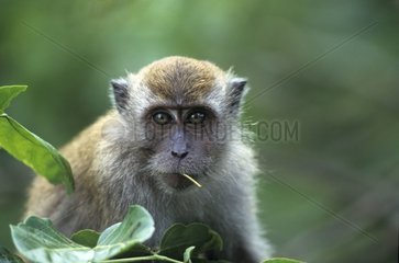 Portrait d'un Macaque Crabier avec une brindille Malaisie