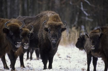 Famille de Bison d'Europe France