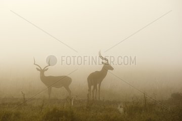 Impalas males in the morning mist Masai Mara Kenya