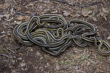 Accouplement de Serpents jarretières en fin d'hibernation