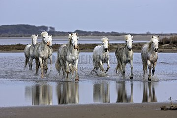 Camargue horses trotting in a marsh of Camargue