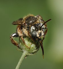 Parasitic Bee on flower bud - Vosges du Nord France