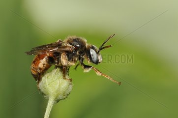Parasitic Bee on flower bud - Vosges du Nord France