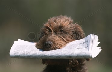 Pudelpointer with a newspaper Germany