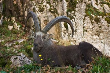 Male Ibex lying down at the foot of a cliff Switzerland