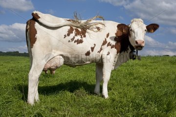 Montbeliard -Kuh auf der Wiese  die seinen Schwanz auf der Seite verringert