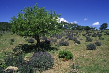 Pear tree and Lavender in Albera Spain
