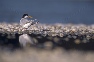 Little Tern on the edge of the river Allier France