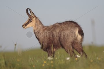 Chamois in Hautes Vosges France
