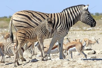 Burchell's zebra female and a foal in a watering place