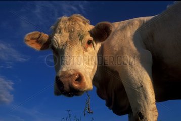 Portrait de vache charolaise France