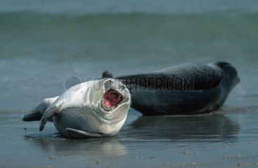 Phoques veau marin criant Mer du Nord Allemagne