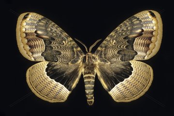 Butterfly Brahamaea China