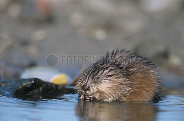 Moschus Ratten  die in Wasser essen