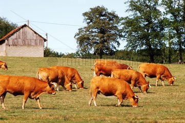 Vaches Limousines broutant France