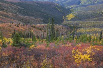Herbstfarben auf verbrannten Hügeln Yukon Canada