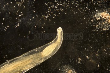 Ancyclosoma parasite worm in optical microscopy