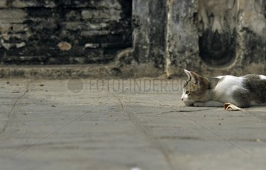 Graue und weiÃŸe Katze schlafend Thailand