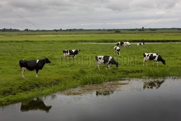 Dairy Cows grazing Biebrzanski National Park Poland