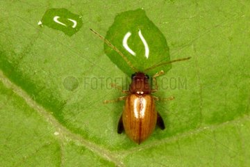 Chrysomelid drinking water on a leaf Belgium
