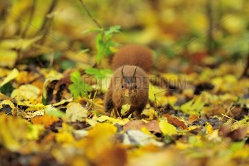 Rote Eichhörnchen auf dem Boden  der zum Frühling ile-de-France ist