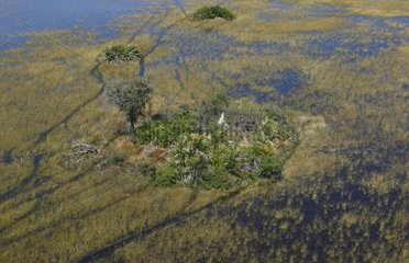 Island in the Okavango Delta Botswana