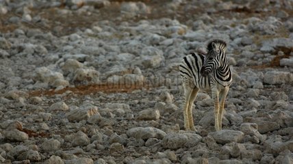 Young Zebra near a water point Okokuejo Etosha Namibia