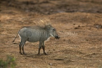 Young Common Warthog in the Addo Elephant NP South africa