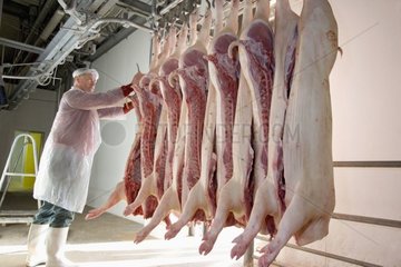 Schweinefleischkadaver in einem kalten Raum im Schlachthaus