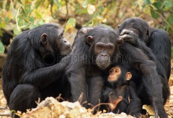Eastern common chimpanzee grooming Gombe NP Tanzania