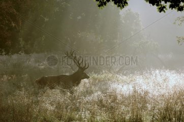 Hirsche im Nebel am Morning Park Dyrehaven Dänemark