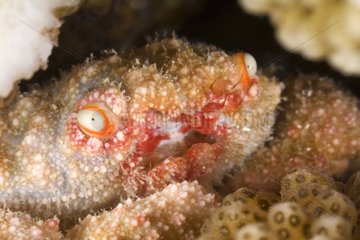 Sponge Crab in reef Tuamotu French Polynesia