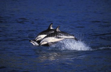 Dusky dolphin New Zealand