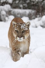 Puma walking in a forest clearing in winter Montana USA