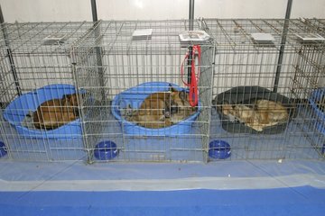 Hunde  die am Noeel des Spa in Paris adoptieren können