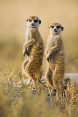 Meerkats sentinel on a rock Kalahari Botswana